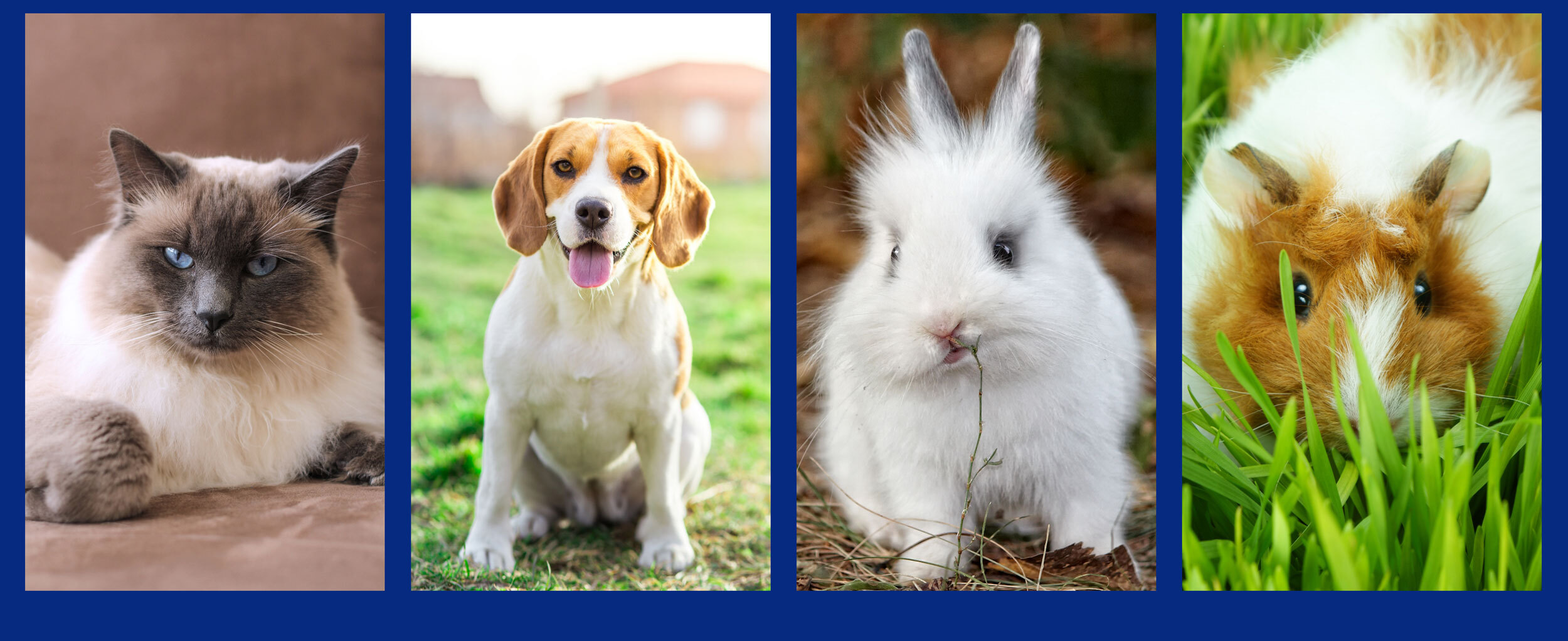 Banner Image of a Cat, Dog, Rabbit and Guinea Pig