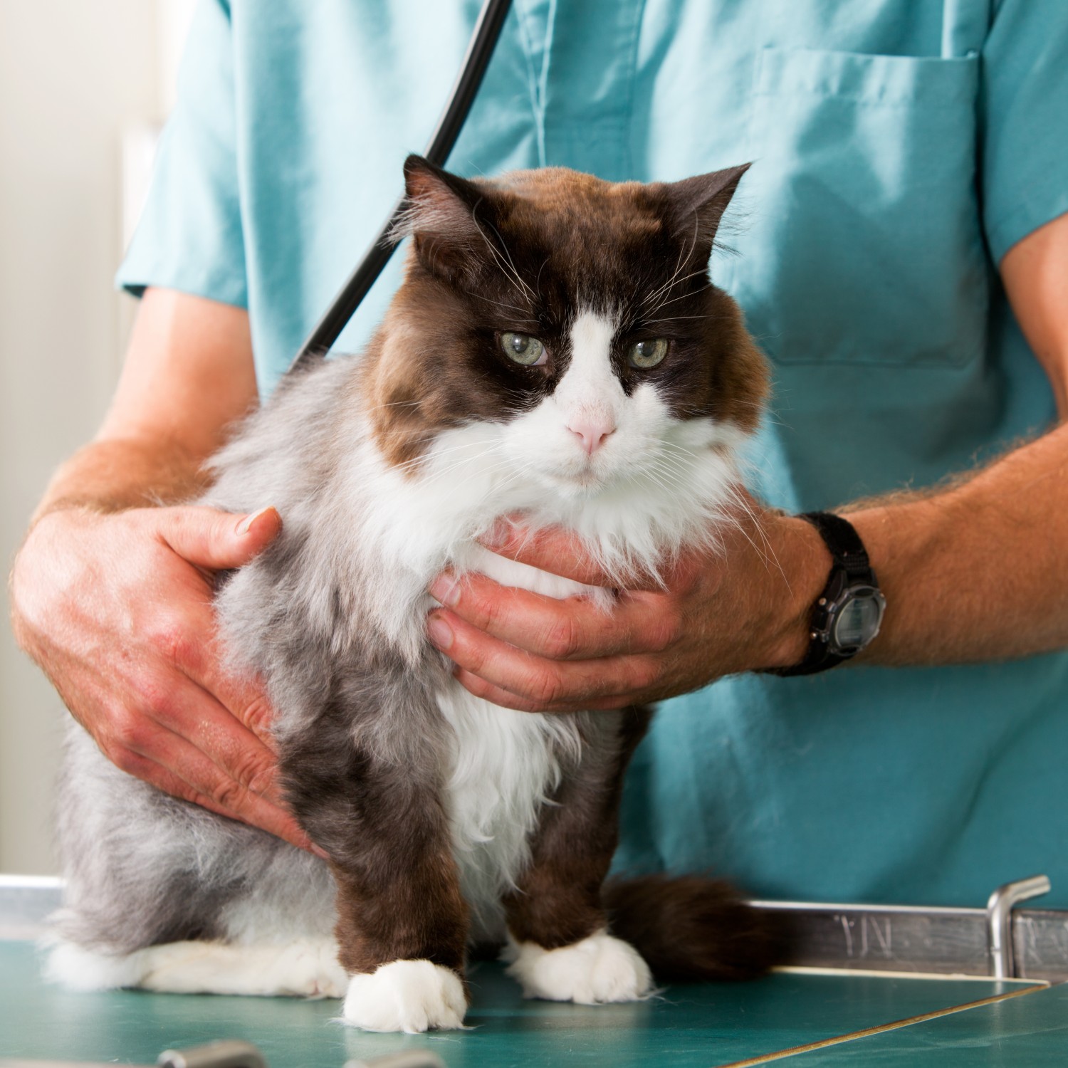 Cat Being Examined By Vet