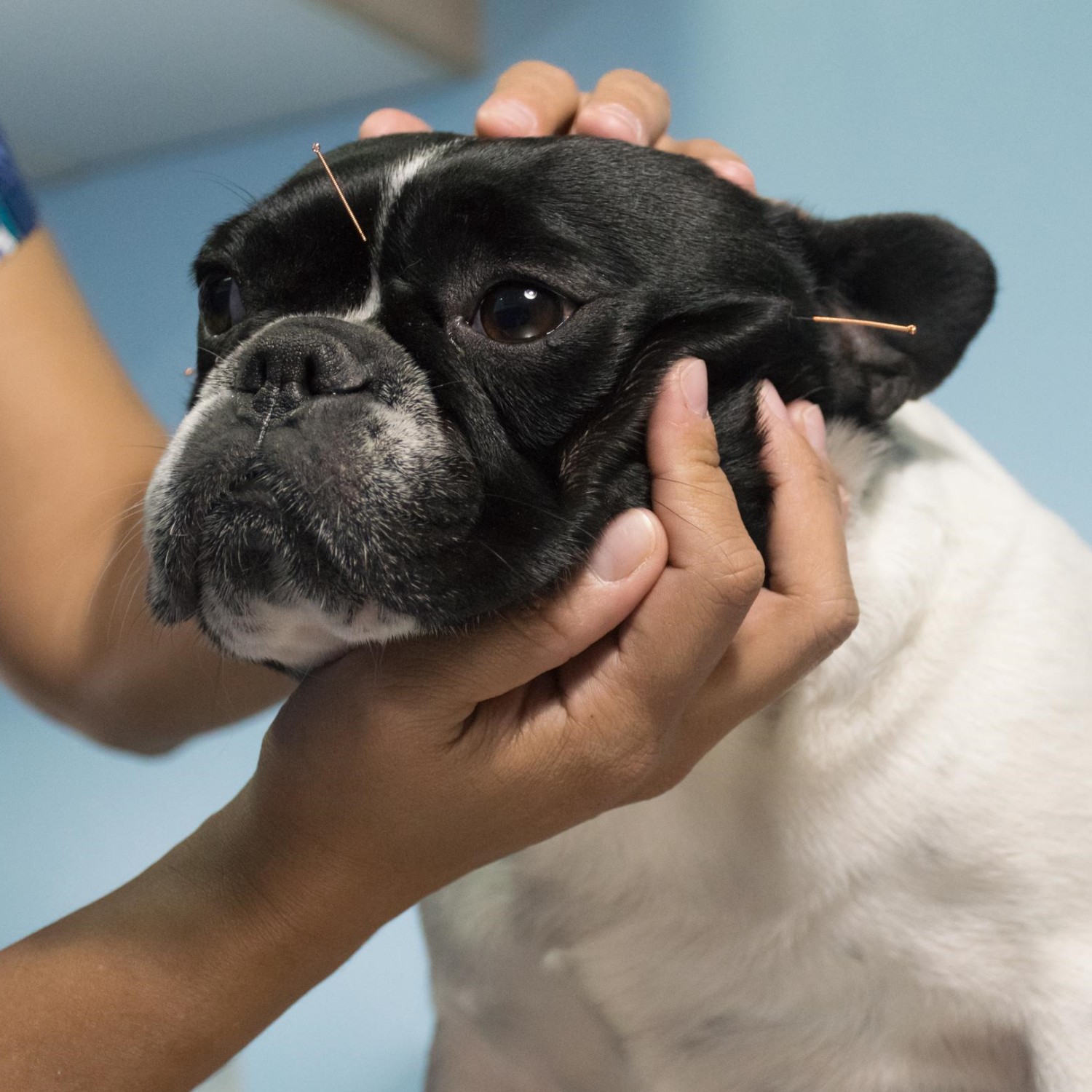 Dog Receiving Acupuncture Treatment