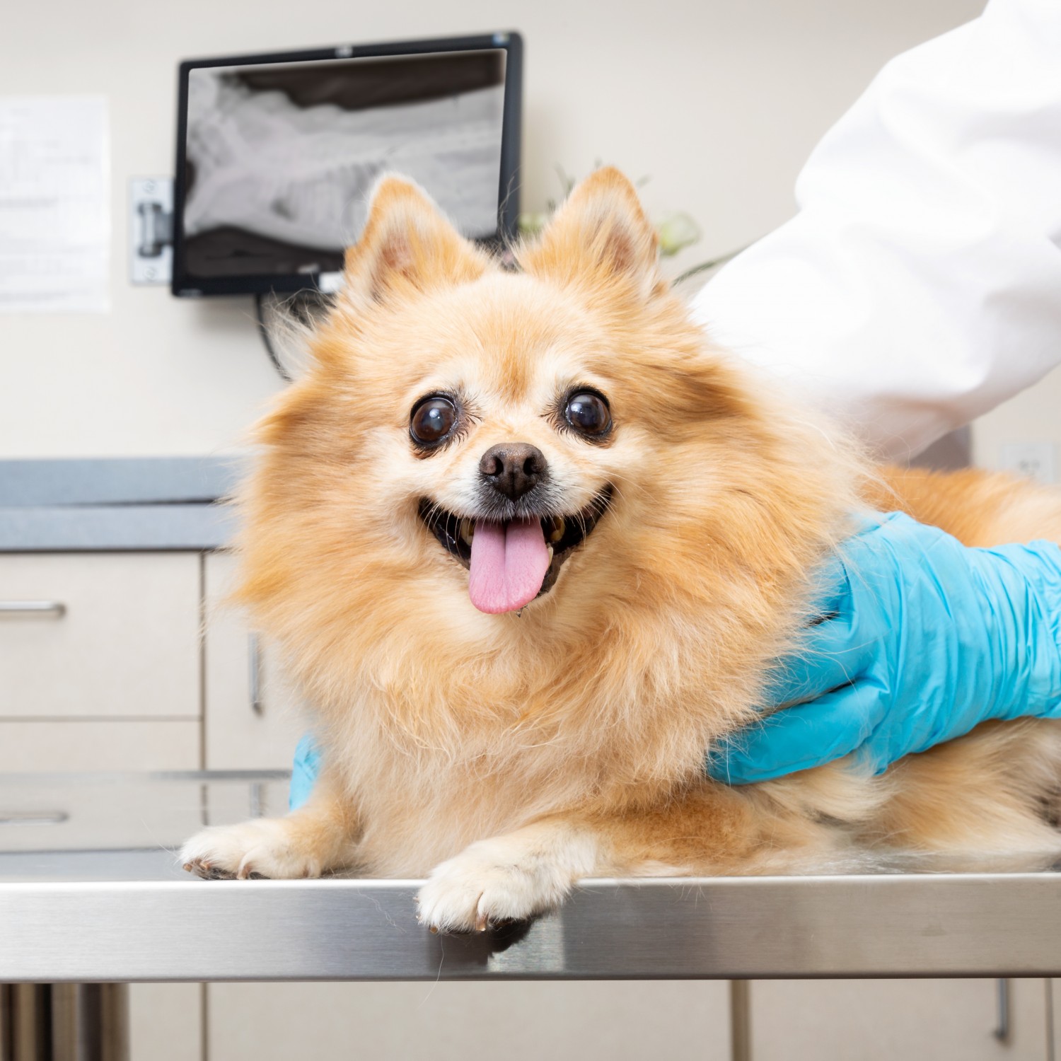 Small Dog Having an X-ray Taken