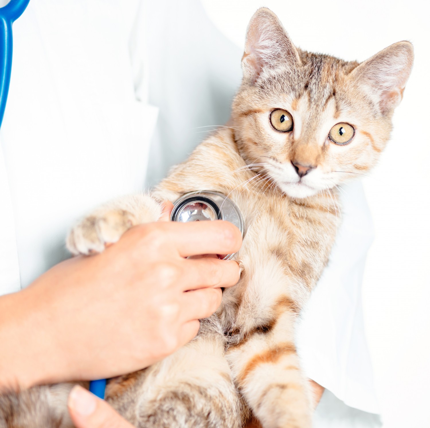 Cat Being Monitored With a Stethoscope
