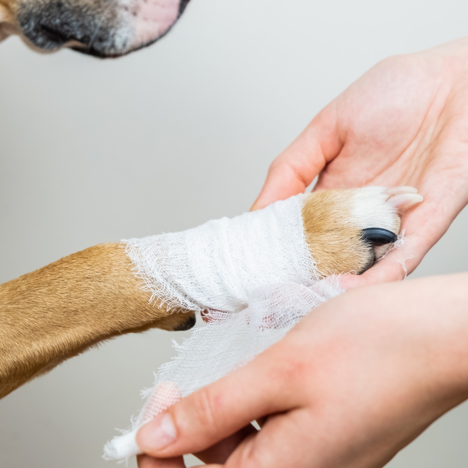 Dog Getting Its Paw Bandaged