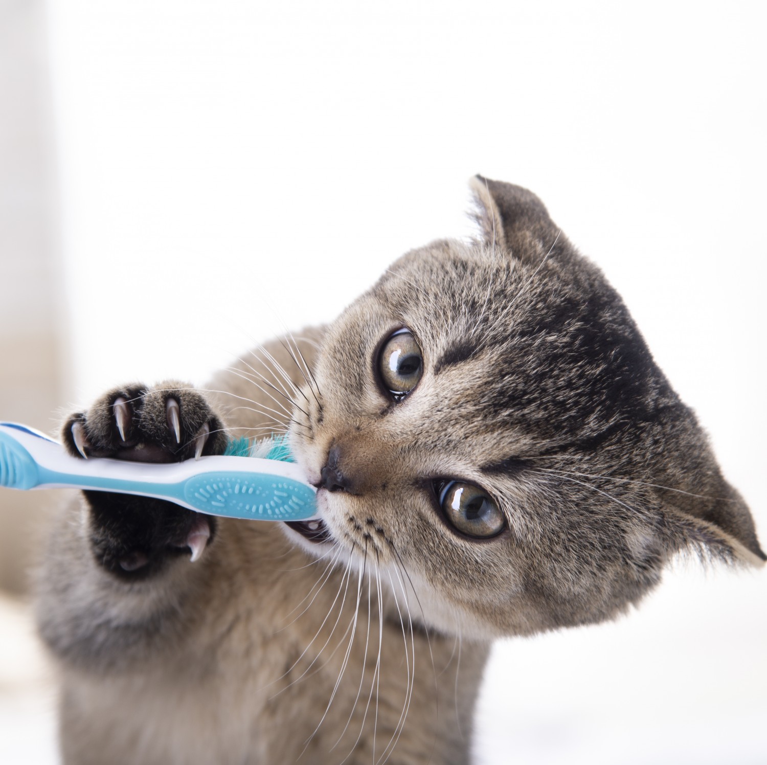 Gray Cat Getting Its Teeth Brushed