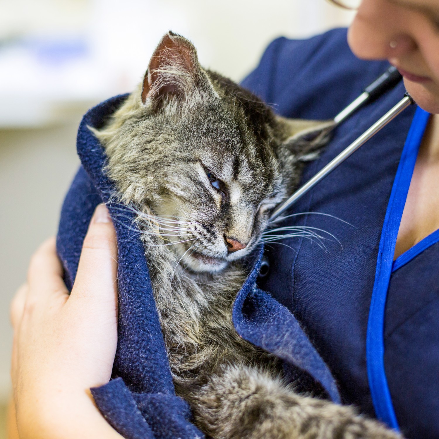 Sleeping Cat Being Held